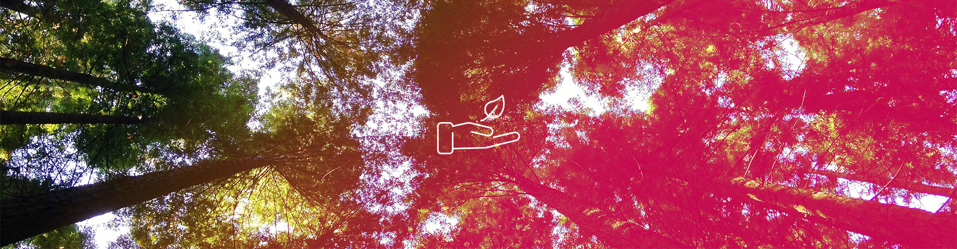 Baumkronen von unten, in der Mitte ein Icon einer Hand mit einem Blatt